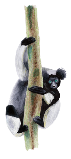 illustration of Indri lemur clinging to a tree