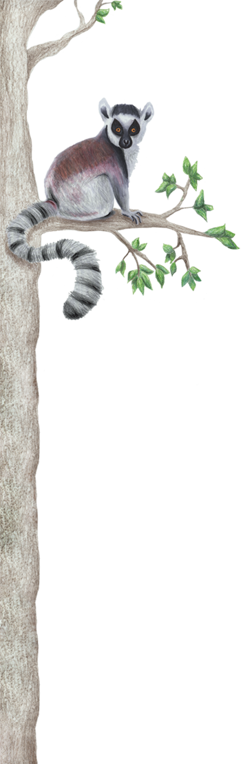 illustration of ring-tailed lemur sitting in tree