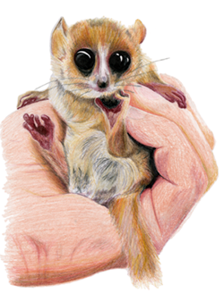 illustration of Madame Berthe's Mouse Lemur