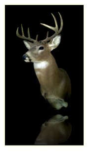 Deer Mount