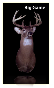 Deer mount