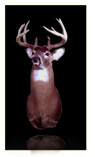 Deer Mount