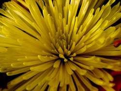 Yellow Flower