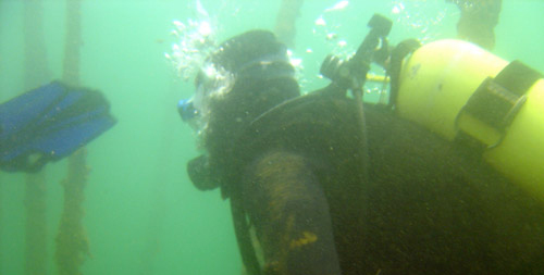 Photo of scuba diver