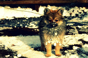 Photo of a snowy Pomeranian.