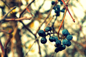 photo of blueberries.