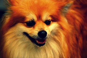 photo of a pomeranian