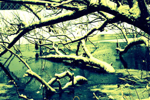 photo of snowy branches