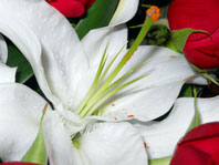 Picture of a White Lilly