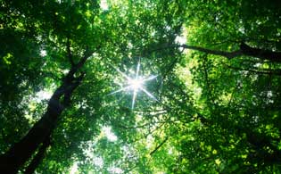 Healthy trees
