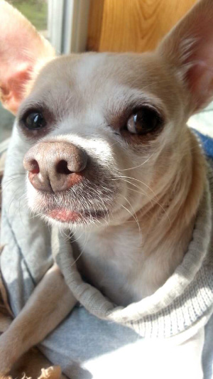 A handsome chihuahua after being groomed.