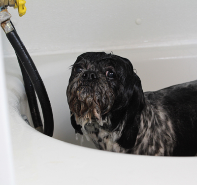 A Shitzu looks crabby as she is being shampooed.