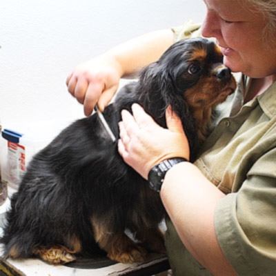 Boz the dog being brushed gently by Dee from Dee's Dog Salon