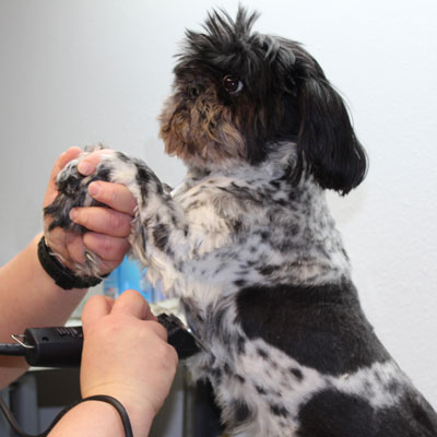 Molly, a shitzu mix, gets trimmed with an electric clippers.