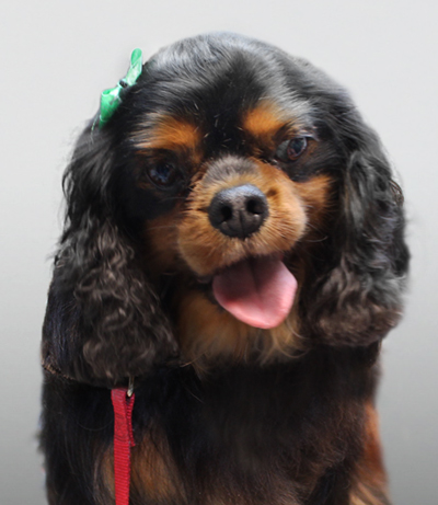 Boz after grooming, clean with a green bow.