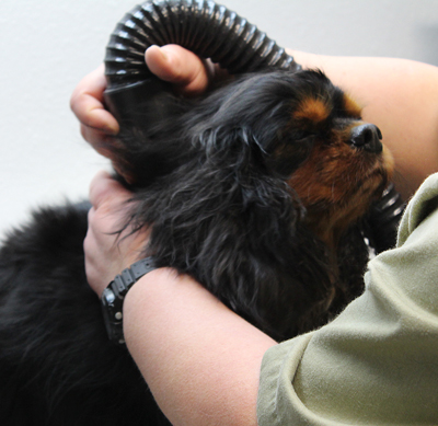 Boz looks pleased as he is dried with a hose attachment from a quiet dryer.