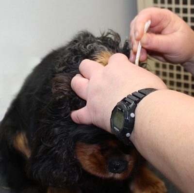 Boz gets his outer ear cleaned with a q tip.