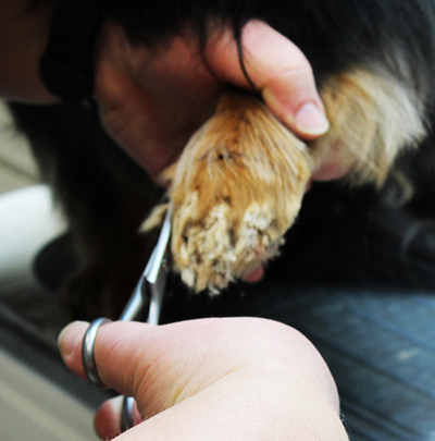 Boz gets his hair around his feet trimmed.