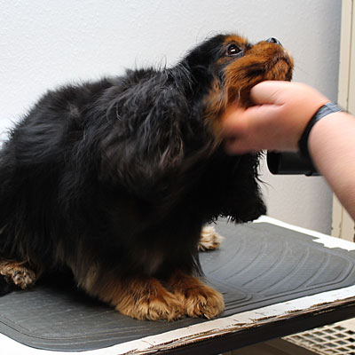 Boz the dog getting scratched under his chin