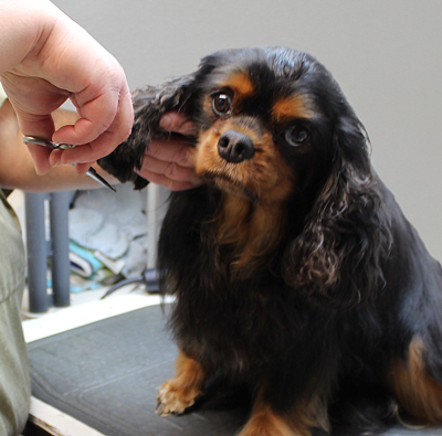 Boz gets the hair on his ears trimmed.